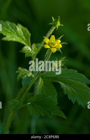 Wood Avens, Geum urbanum, Herb Bennett, Nahaufnahme Porträt von Blumen und Blättern. Norfolk, Mai. Stockfoto