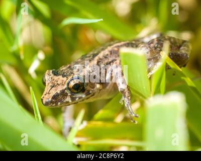 Sarasota, USA, 26. Juli 2020 - eine östliche Spadtfußkröte (Scaphiopus holbrookii) in Sarasota, Florida. Kredit: Enrique Shore/Alamy Stock Foto Stockfoto