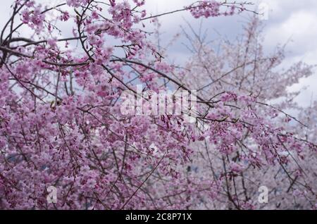 Kirschblüten im Sakuragaoka Park in Miyoshi, Präfektur Tokushima, Shikoku Japan - Yaeshidarezakura (volle Blüten weinende Kirsche) Stockfoto