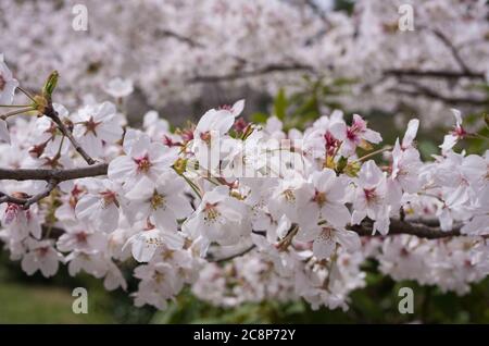 Kirschblüten im Sakuragaoka Park in Miyoshi, Präfektur Tokushima, Shikoku Japan Stockfoto