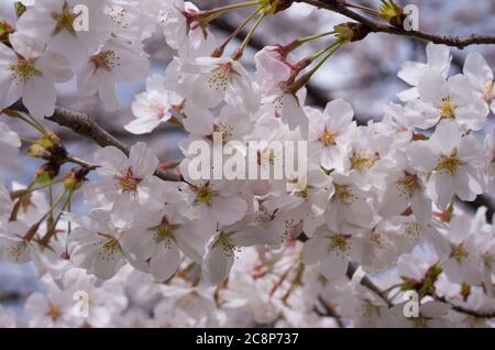 Kirschblüten im Sakuragaoka Park in Miyoshi, Präfektur Tokushima, Shikoku Japan Stockfoto