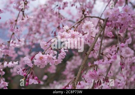 Kirschblüten im Sakuragaoka Park in Miyoshi, Präfektur Tokushima, Shikoku Japan - Yaeshidarezakura (volle Blüten weinende Kirsche) Stockfoto