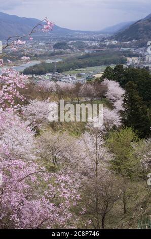 Kirschblüten im Sakuragaoka Park in Miyoshi, Präfektur Tokushima, Shikoku Japan - Blick nach Nordosten mit dem Yoshino Fluss Stockfoto