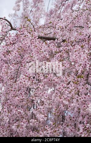 Kirschblüten im Sakuragaoka Park in Miyoshi, Präfektur Tokushima, Shikoku Japan - Shidarezakura Weinender Kirschbaum Stockfoto