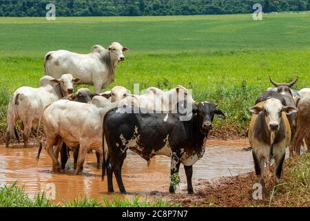 Rinder nelore auf der Weide auf brasilianischen Bauernhof Stockfoto