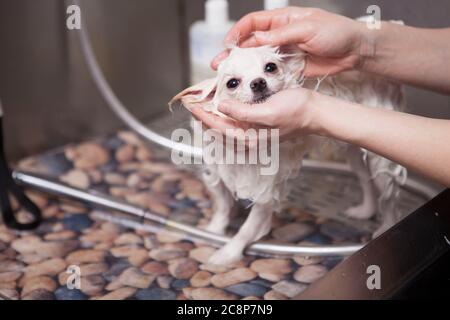 Liebenswert pommerschen Hund entspannen in den Händen von unkenntlich weiblichen Pistenraupe, während sie in einer Badewanne gewaschen Stockfoto