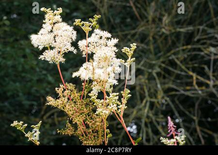 Eine Sommer-Nahaufnahme von süß duftenden Meadowsweet Flowers, Filipendula ulmaria, im Staveley Nature Reserve, Yorkshire, England. 24. Juli 2020 Stockfoto