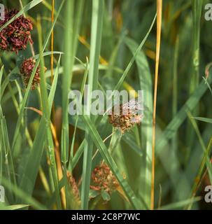 Ein Bild einer Flesh Fly, Sarcophaga carnaria, oder Common Flesh Fly, in Ruhe auf Great Burnett, Sanguisorba officinalis, Yorkshire, England. 24. Juli 2020 Stockfoto