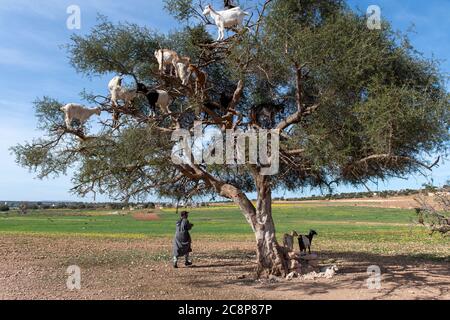 Ziegen ruhen in Argan Baum (Argania spinosa) in Marokko Stockfoto
