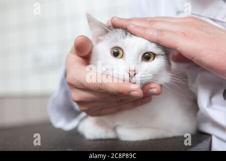 Nahaufnahme einer lustigen Katze suchen Angst, während männliche Tierarzt Vorbereitung für die medizinische Untersuchung Stockfoto