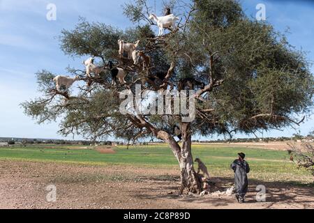 Ziegen ruhen in Argan Baum (Argania spinosa) in Marokko Stockfoto