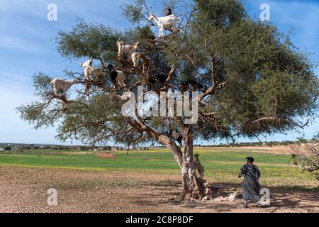 Ziegen ruhen in Argan Baum (Argania spinosa) in Marokko Stockfoto