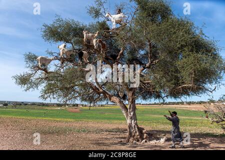 Ziegen ruhen in Argan Baum (Argania spinosa) in Marokko Stockfoto