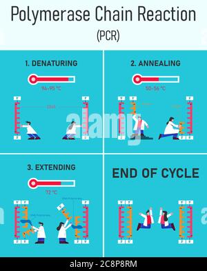 3 Schritte der Polymerase-Kettenreaktion oder PCR-Infografik mit flachem Design Mann und Frau Wissenschaftler und DNA-Strang. Stock Vektor