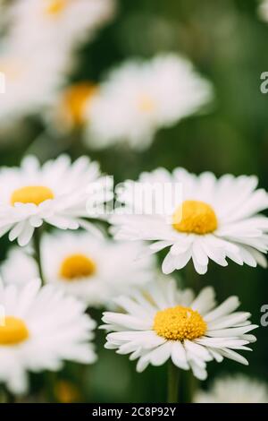 Blühende Wildblumen Matricaria Chamomilla Oder Matricaria Recutita Oder Kamille. Allgemein Bekannt Als Italienische Camilla, Deutsche Kamille, Ungarisch Stockfoto