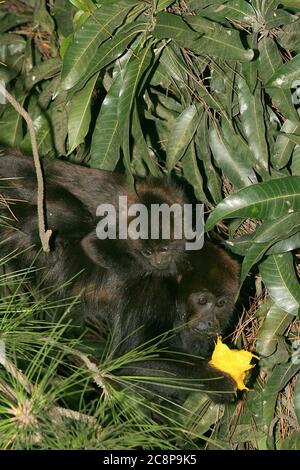 Roter Brüllaffe auf dem Atlantischen Wald, dem Land von Brasilien. Wissenschaftlicher Name: Alouatta seniculus Stockfoto