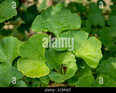 Ginkgo biloba Regen fällt auf ein Blatt Stockfoto