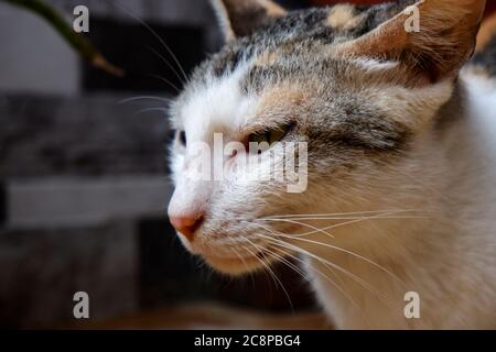 Eine Nahaufnahme der Seite des weißen Katze behaarte Haustier Tier Stockfoto