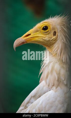 Ägyptischer Geier (Neophron percnopterus) oder Weißer Schnitzelgeier aus nächster Nähe. Stockfoto