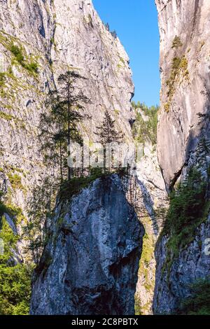 Der Berggipfel des Bicaz Canyon. Ein kleiner Wald auf einem Bergrücken. Stockfoto