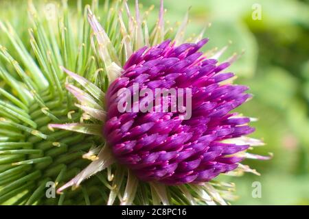 Nahaufnahme einer lilafarbenen Distelblume. Makrofotografie mit Blumenmuster. Selektiver Fokus, bewusst verschwommener Hintergrund. Stockfoto