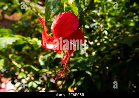 Nahaufnahme der roten Hibiskusblüte in Garten grüne Blätter verschwommener Hintergrund Stockfoto