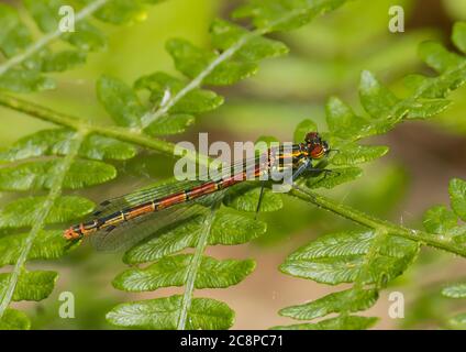 Eine rote azurblaue Damselfliege, die auf einem Fern-Blatt ruht. Stockfoto