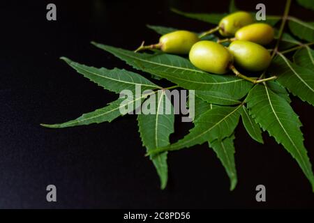 Neem Blätter werden in Indien getrocknet und in Schränken platziert, um zu verhindern, dass Insekten die Kleidung fressen, und auch in Dosen, wo Reis gelagert wird, Anti-Pilz-und A Stockfoto
