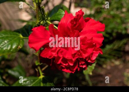 Red Hibiscus ist eine große Blume, dass mehr Blütenblätter und es gibt etwa 300 Arten von ihnen Stockfoto