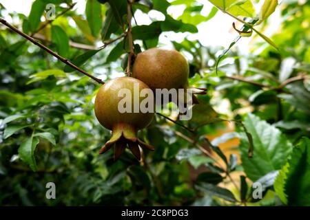 Ein Nahaufnahme von Dalim, Anar oder Granatapfel Früchte isoliert auf Baum Stockfoto