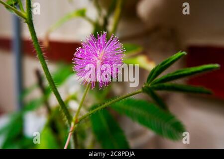 Eine Nahaufnahme von Mimosa pudica (berühren Sie mich nicht) Blumenpflanze Stockfoto