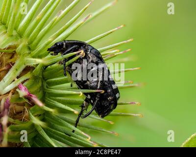 Extreme Nahaufnahme eines weiß gefleckten Rosenkäfer, der auf einem Grat sitzt Stockfoto