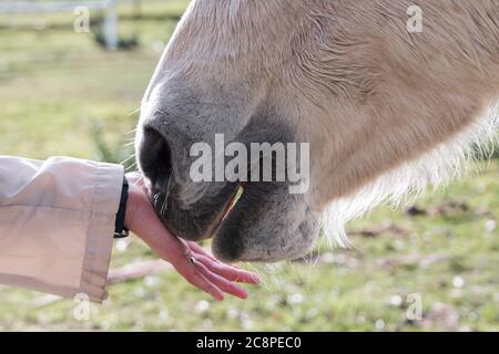 Nahaufnahme eines Pferdehundes, der die Hand einer Person berührt Stockfoto