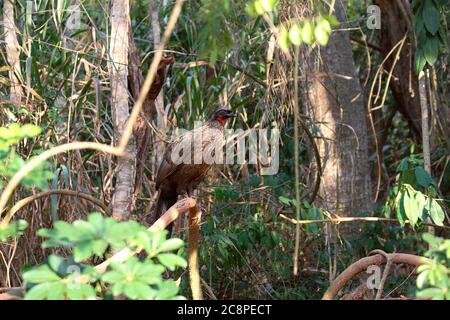 Schwarz-fronted Piping-guan, Penelope jacutinga, Single Vogel auf Ihrem Lebensraum in Brasilien Stockfoto