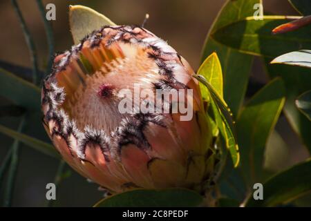 Bartprotea Protea laurifolia 12722 Stockfoto