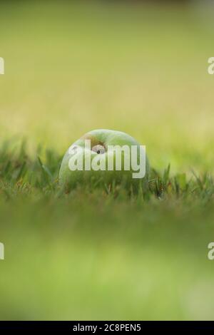 Ein gefallener Apfel im Gras Stockfoto