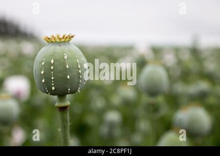 Detail des Mohnkopfes mit Opiumlatex, das aus unreifen Macadamia (Mohnsamen - Papaver somniferum), im Bereich der blummenden Mohnblume, illegalen Harfen fließt Stockfoto