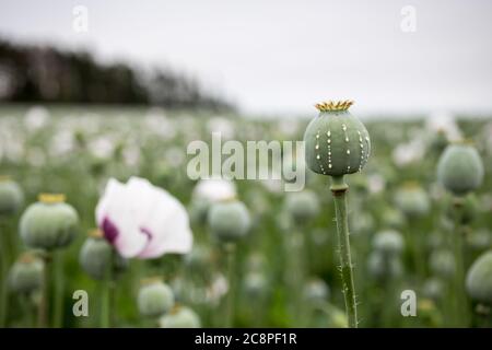 Detail des Mohnkopfes mit Opiumlatex, das aus unreifen Macadamia (Mohnsamen - Papaver somniferum), im Bereich der blummenden Mohnblume, illegalen Harfen fließt Stockfoto