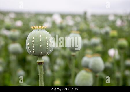 Detail des Mohnkopfes mit Opiumlatex, das aus unreifen Macadamia (Mohnsamen - Papaver somniferum), im Bereich der blummenden Mohnblume, illegalen Harfen fließt Stockfoto