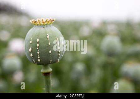 Detail des Mohnkopfes mit Opiumlatex, das aus unreifen Macadamia (Mohnsamen - Papaver somniferum), im Bereich der blummenden Mohnblume, illegalen Harfen fließt Stockfoto