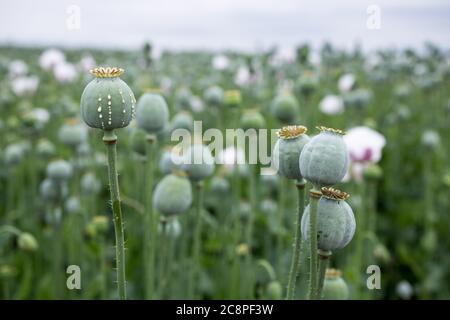 Detail des Mohnkopfes mit Opiumlatex, das aus unreifen Macadamia (Mohnsamen - Papaver somniferum), im Bereich der blummenden Mohnblume, illegalen Harfen fließt Stockfoto