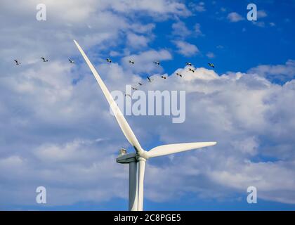 American White Pelicans fliegen in der Nähe einer Windkraftanlage, St. Leon, Manitoba, Kanada. Stockfoto