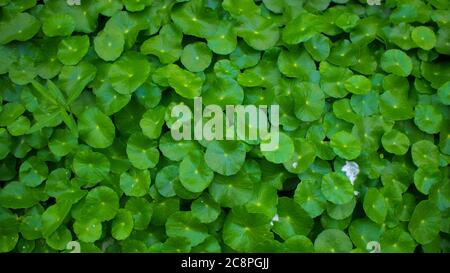 Eine kleine Lilienunterlage wie Pflanze mit leuchtend grünen herzförmigen Blättern, die kleine perlige weiße Blüten hervorbringen. Verwenden Sie dieses Bild mit grünem Hintergrund. Stockfoto