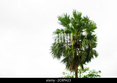 Tal Gach. Englischer Name: Palmyra-Palm, Brab Tree. Lebensraum:Borassus flabellifer. Stockfoto