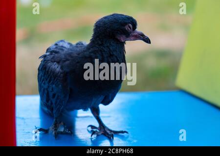 Kleines Taubenschneckenchen. Einsamer Vogel sitzt auf einer Bank aus nächster Nähe. Stockfoto