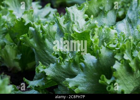 Blattsalat wächst im Garten aus nächster Nähe Stockfoto