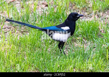 Schwarzschnabelmagie (Pica hudsonia) Stockfoto