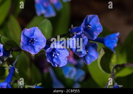 Blaue Blumen von Pulmonaria 'Segen' Stockfoto