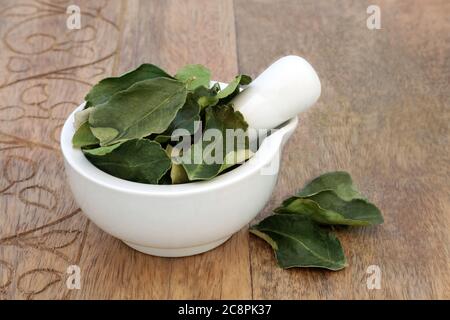 Kaffir Limettenblatt Kraut in einem Mörser mit Stößel in der Kräutermedizin verwendet. Stockfoto