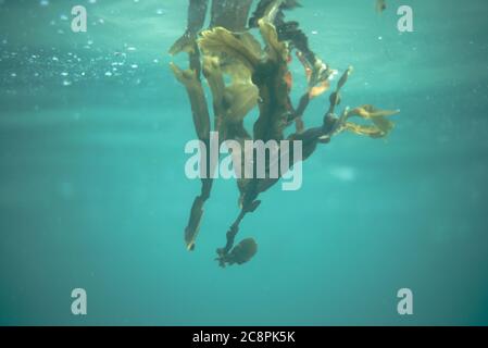 Spiralträger mit schwimmenden Algen (fucus spirals) Stockfoto